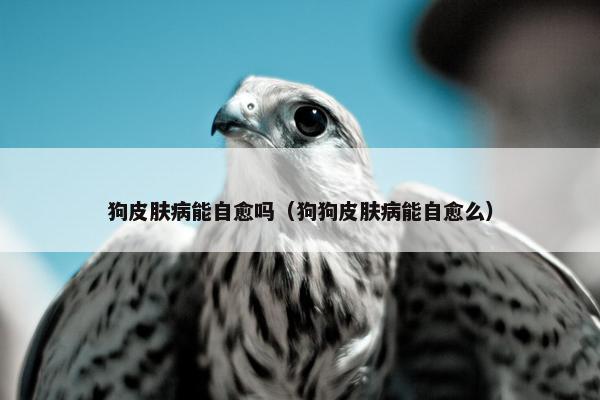 狗皮肤病能自愈吗（狗狗皮肤病能自愈么）