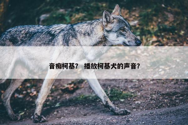 音痴柯基? 播放柯基犬的声音? 音痴柯基? 播放柯基犬的声音?