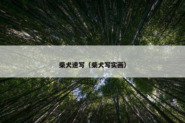 柴犬速写（柴犬写实画）