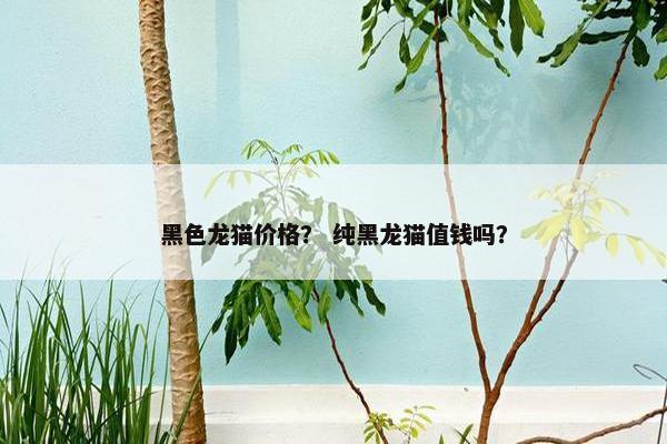 黑色龙猫价格？ 纯黑龙猫值钱吗？