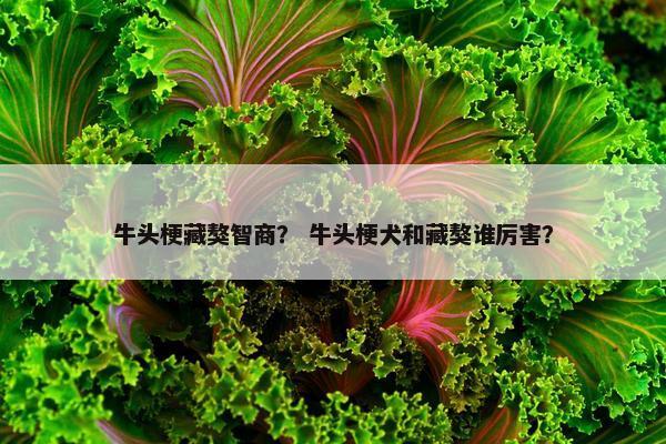 牛头梗藏獒智商？ 牛头梗犬和藏獒谁厉害？