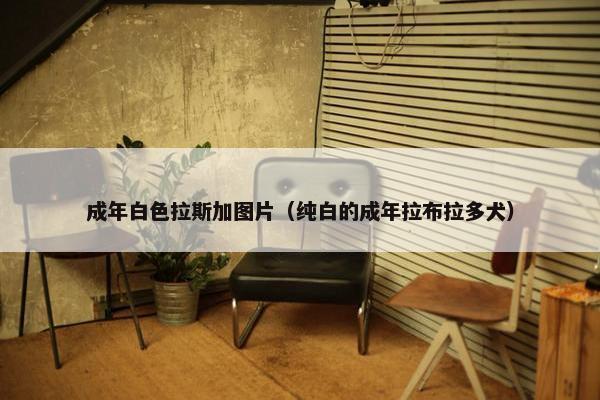 成年白色拉斯加图片（纯白的成年拉布拉多犬）