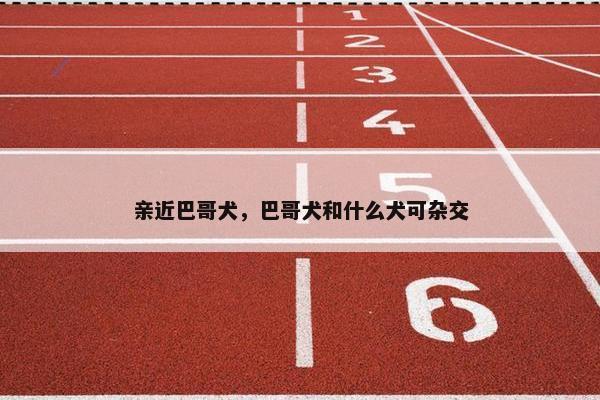 亲近巴哥犬，巴哥犬和什么犬可杂交