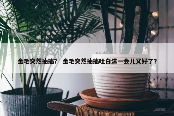 金毛突然抽搐？ 金毛突然抽搐吐白沫一会儿又好了？