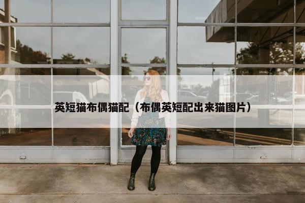 英短猫布偶猫配（布偶英短配出来猫图片）