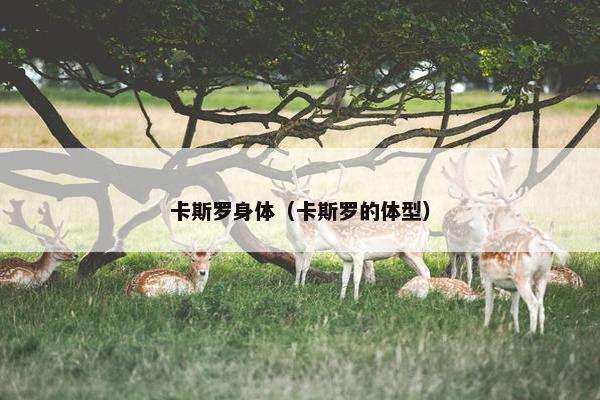 卡斯罗身体（卡斯罗的体型）