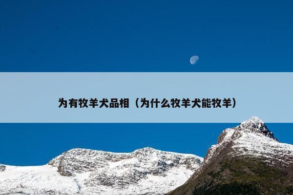为有牧羊犬品相（为什么牧羊犬能牧羊）