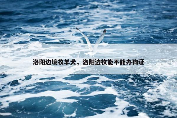 洛阳边境牧羊犬，洛阳边牧能不能办狗证