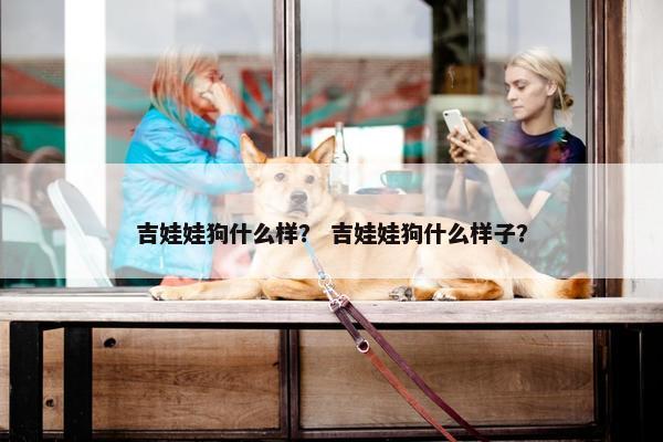 吉娃娃狗什么样？ 吉娃娃狗什么样子？