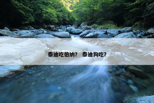 泰迪吃伯纳？ 泰迪狗吃？