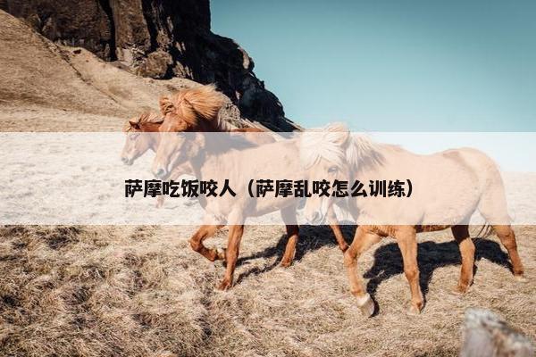 萨摩吃饭咬人（萨摩乱咬怎么训练）