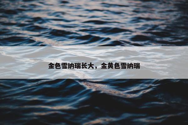金色雪纳瑞长大，金黄色雪纳瑞