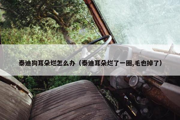 泰迪狗耳朵烂怎么办（泰迪耳朵烂了一圈,毛也掉了）
