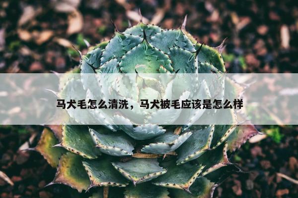 马犬毛怎么清洗，马犬被毛应该是怎么样