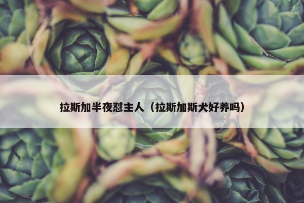 拉斯加半夜怼主人（拉斯加斯犬好养吗）