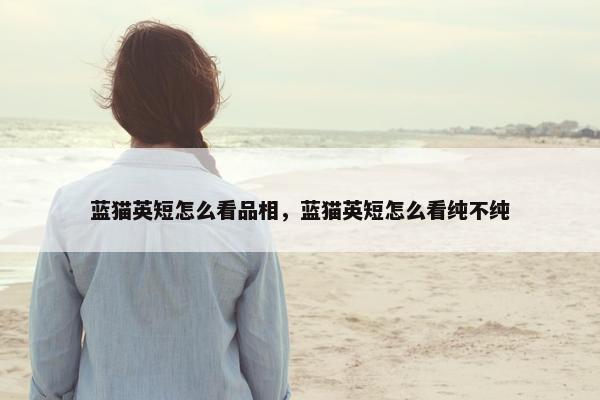蓝猫英短怎么看品相，蓝猫英短怎么看纯不纯