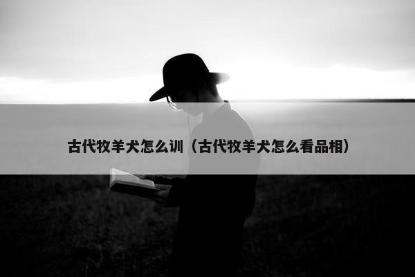 古代牧羊犬怎么训（古代牧羊犬怎么看品相）