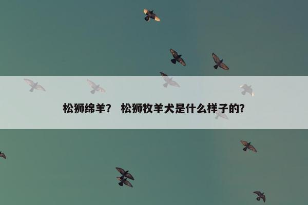 松狮绵羊？ 松狮牧羊犬是什么样子的？
