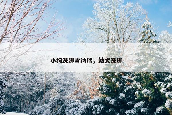 小狗洗脚雪纳瑞，幼犬洗脚