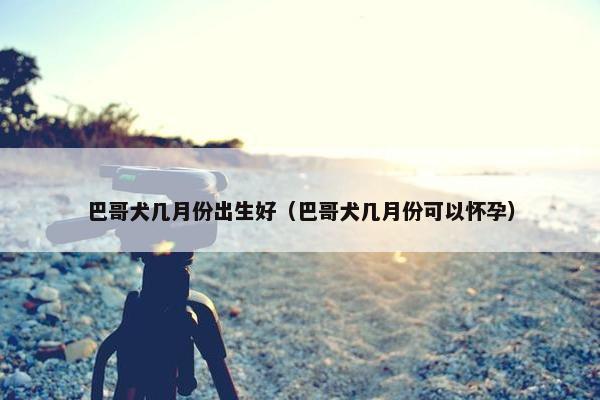 巴哥犬几月份出生好（巴哥犬几月份可以怀孕）