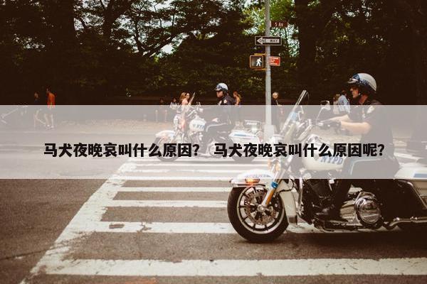 马犬夜晚哀叫什么原因？ 马犬夜晚哀叫什么原因呢？