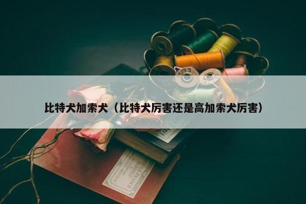 比特犬加索犬（比特犬厉害还是高加索犬厉害）