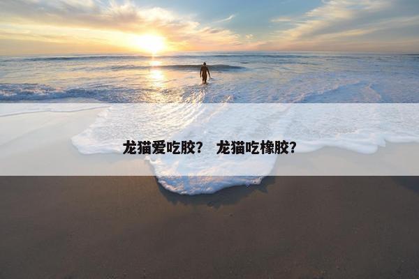 龙猫爱吃胶？ 龙猫吃橡胶？