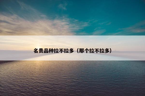 名贵品种拉不拉多（那个拉不拉多）