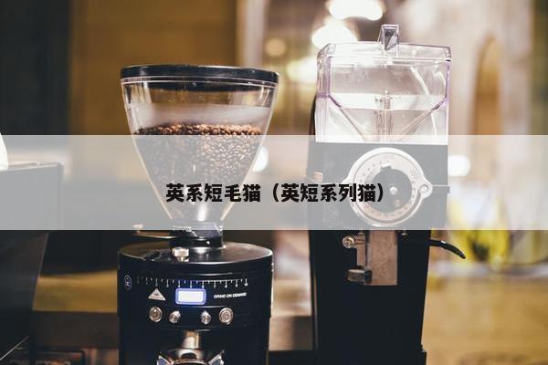英系短毛猫（英短系列猫）