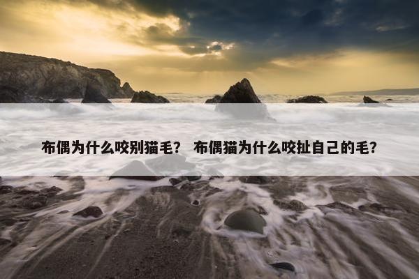 布偶为什么咬别猫毛？ 布偶猫为什么咬扯自己的毛？