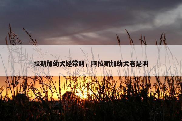 拉斯加幼犬经常叫，阿拉斯加幼犬老是叫