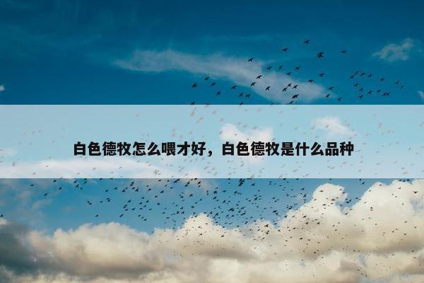 白色德牧怎么喂才好，白色德牧是什么品种