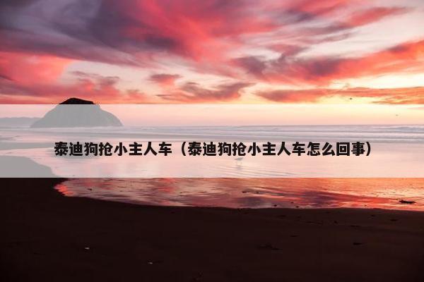 泰迪狗抢小主人车（泰迪狗抢小主人车怎么回事）