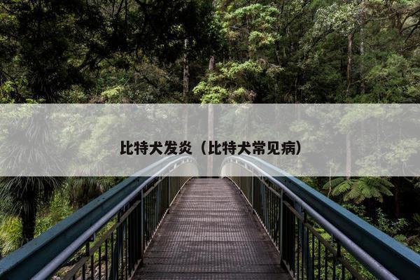 比特犬发炎（比特犬常见病）