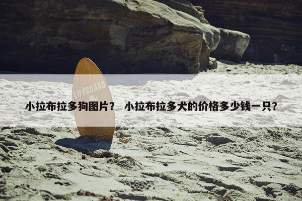 小拉布拉多狗图片？ 小拉布拉多犬的价格多少钱一只？