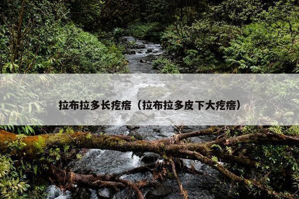 拉布拉多长疙瘩（拉布拉多皮下大疙瘩）