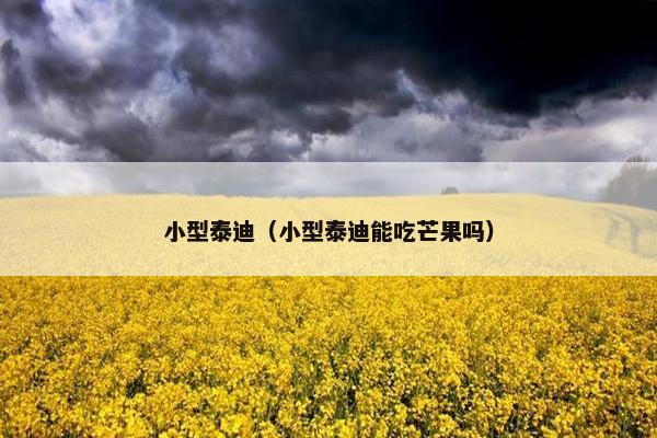 小型泰迪（小型泰迪能吃芒果吗）