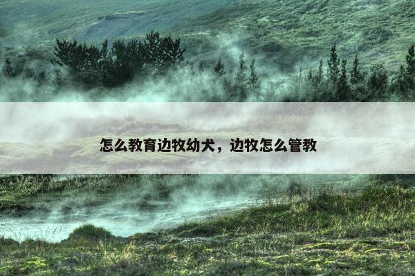 怎么教育边牧幼犬，边牧怎么管教