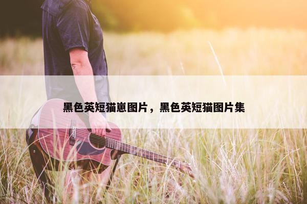 黑色英短猫崽图片，黑色英短猫图片集