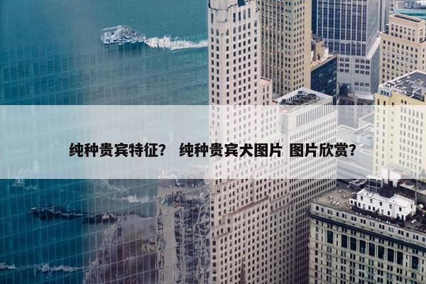 纯种贵宾特征？ 纯种贵宾犬图片 图片欣赏？