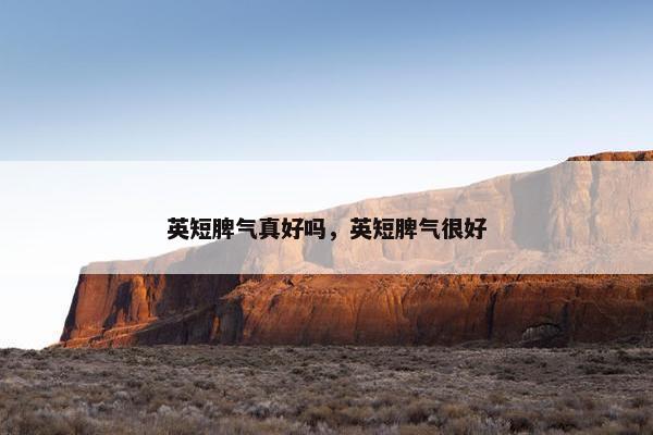 英短脾气真好吗，英短脾气很好