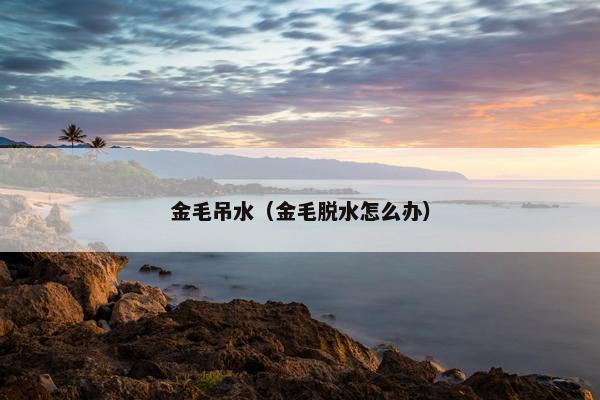 金毛吊水（金毛脱水怎么办）