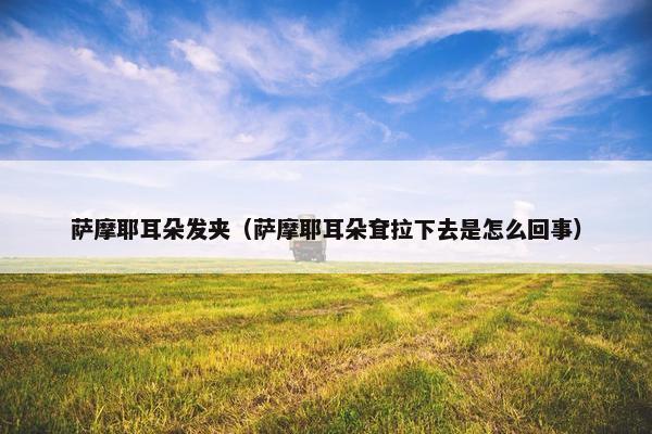 萨摩耶耳朵发夹（萨摩耶耳朵耷拉下去是怎么回事）