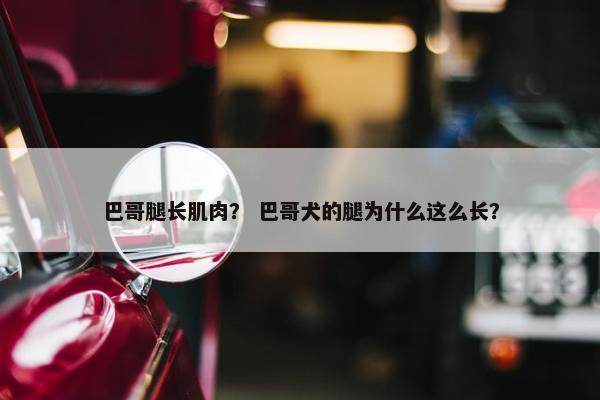 巴哥腿长肌肉？ 巴哥犬的腿为什么这么长？