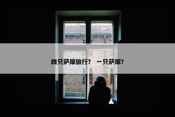 四只萨摩旅行？ 一只萨摩？