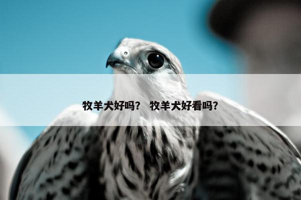 牧羊犬好吗？ 牧羊犬好看吗？
