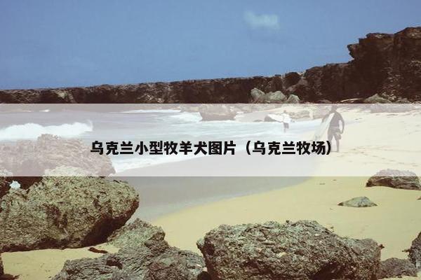 乌克兰小型牧羊犬图片（乌克兰牧场）