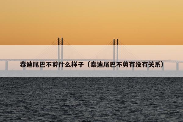 泰迪尾巴不剪什么样子（泰迪尾巴不剪有没有关系）