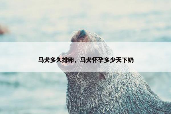 马犬多久排卵，马犬怀孕多少天下奶