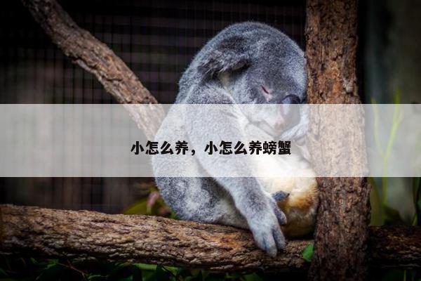 小怎么养，小怎么养螃蟹